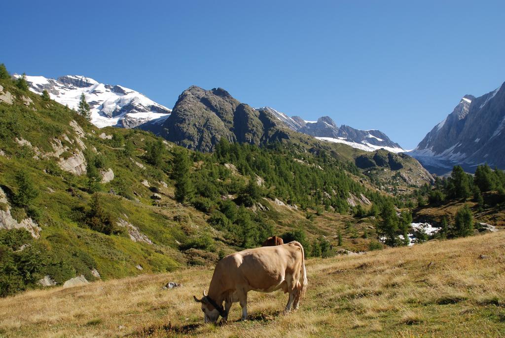 Alpenhotel Zur Wildi Lauchernalp Wiler Buitenkant foto